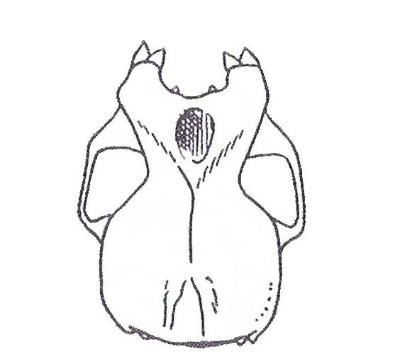 illustration of bat skull, top view