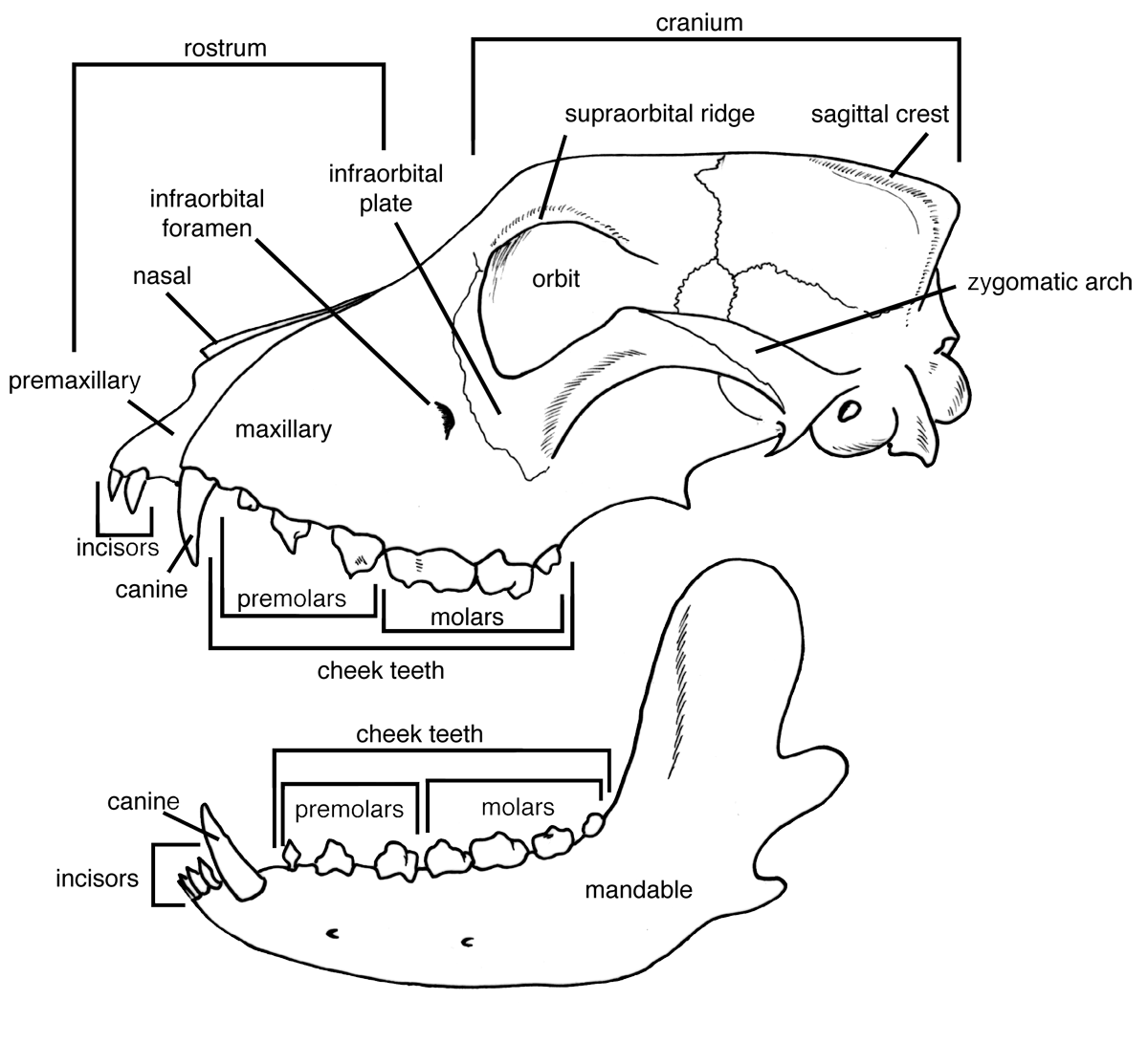 diagram of a mammal skull, side view